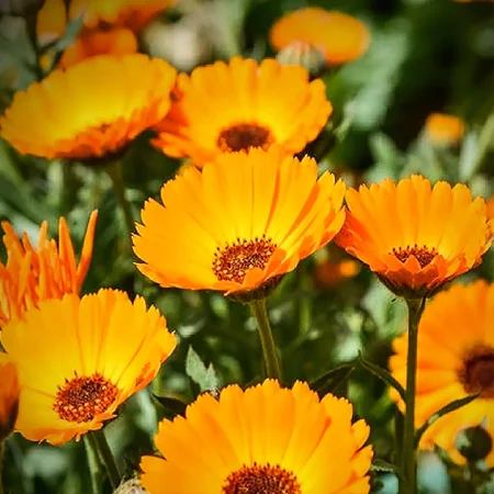 Semillas ecológicas de Calendula