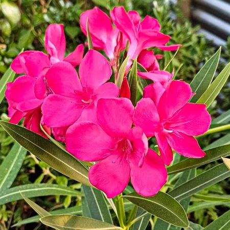 Laurel de Flor