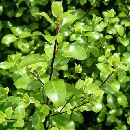 Pittosporum Nigricans