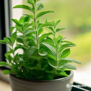 Semillas Ecológicas de Stevia