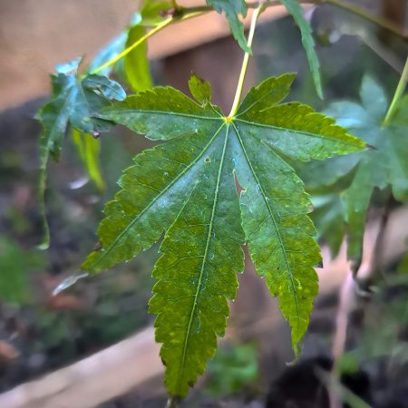 Acer Japónico