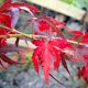 Acer Rojo