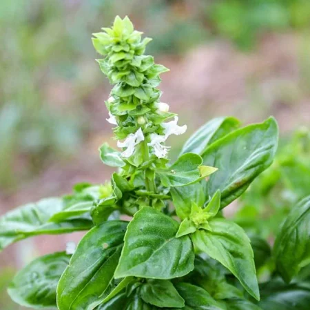 Semillas Ecológicas de Albahaca