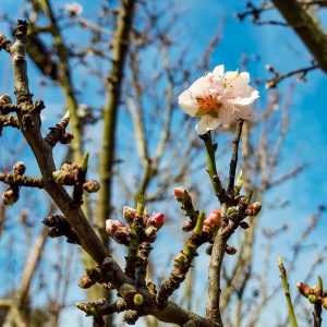 Almendro Nonpareil