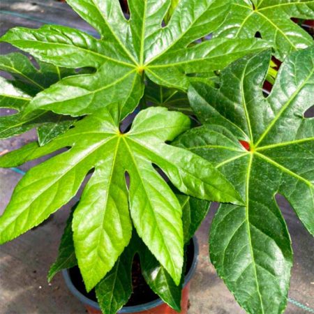 Aralia Japónica