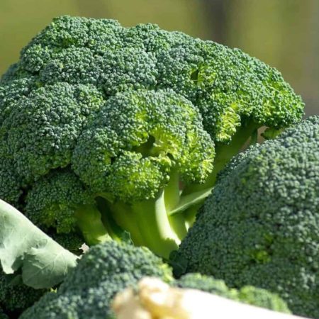 Semillas Ecológicas de Brócoli