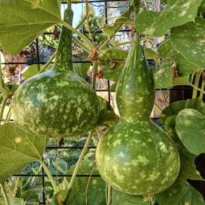 Semillas Ecológicas de Calabaza Peregrino