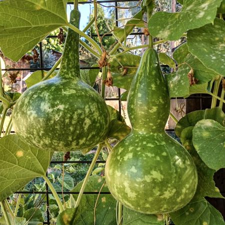 Semillas Ecológicas de Calabaza Peregrino