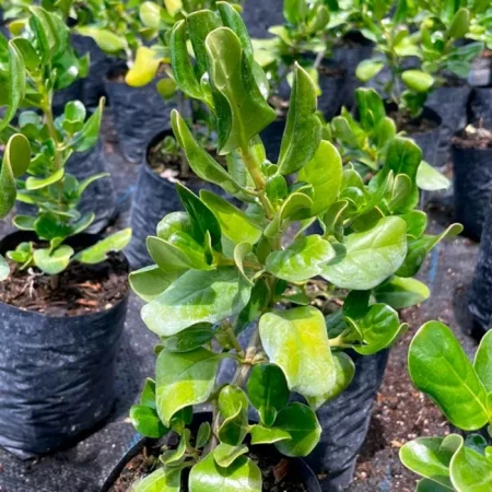 Coprosma