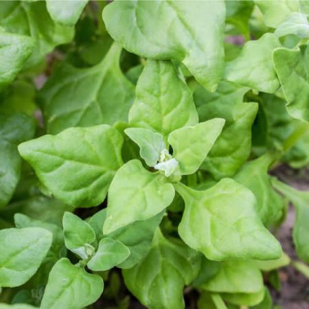 Semillas Ecológicas de Espinaca Perenne