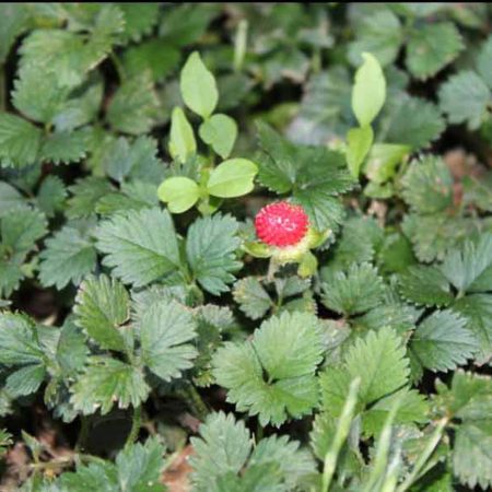 Falsa fresa