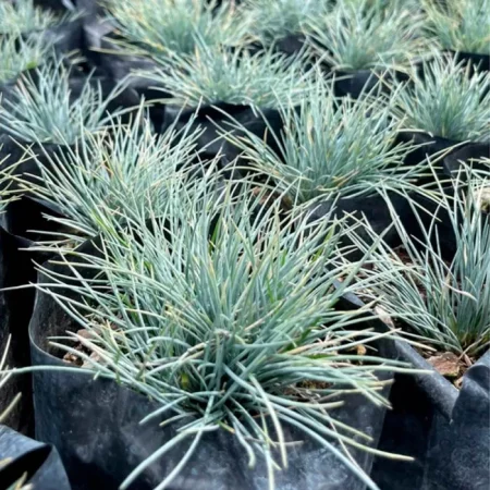 Festuca
