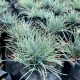 Festuca