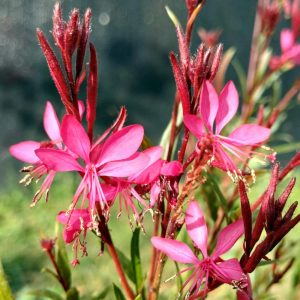 Gaura Rosada