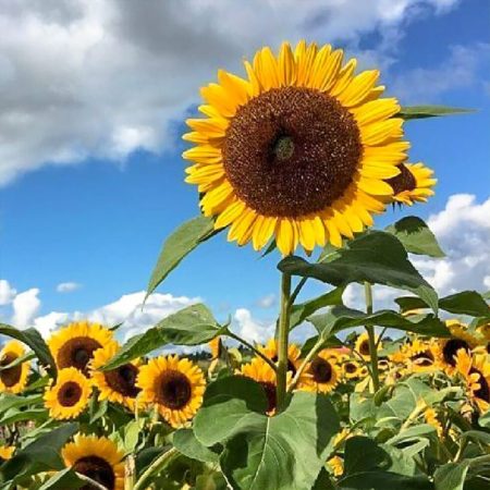 Semillas Ecológicas de Girasol