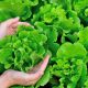Semillas ecológicas de Lechuga