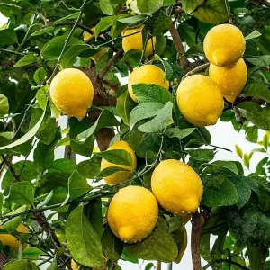 Limonero Eureka Frost