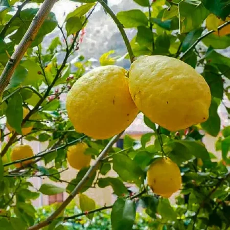 Limonero Génova