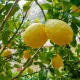 Limonero Génova