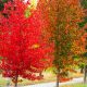 Liquidambar
