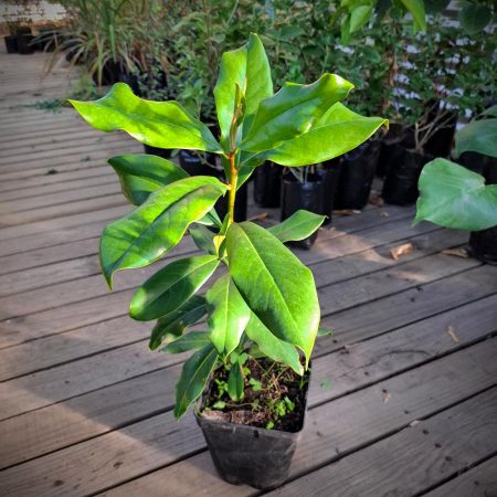 Magnolio Grandiflora