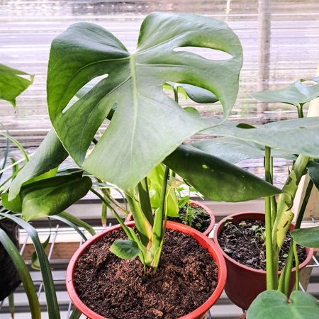Monstera Deliciosa