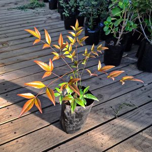 Nandina