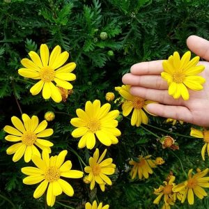 Paquerette Californiano