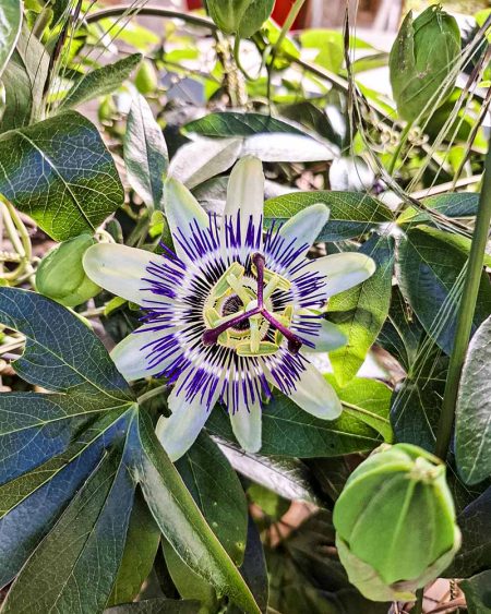 Passiflora caerulea