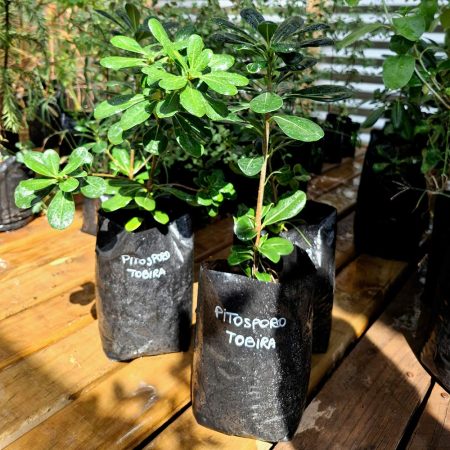 Pittosporum tobira