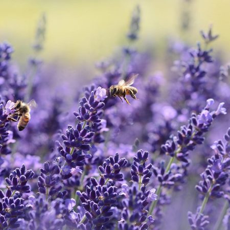 Lavanda Inglesa