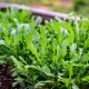 Semillas Ecológicas de Rúcula