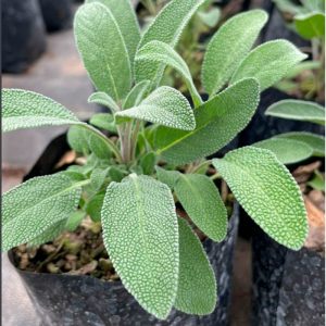 Salvia