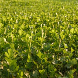 Semillas Ecológicas de Apio
