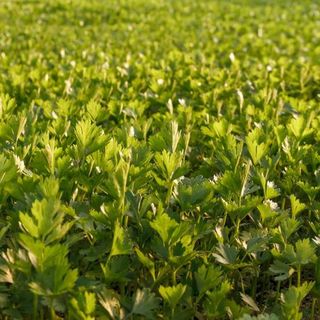 Semillas Ecológicas de Apio