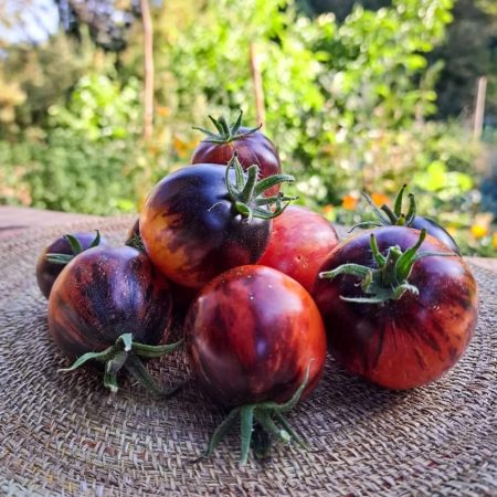 Semillas ecológicas de Tomate Bosque Azul