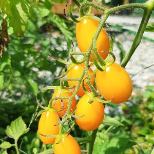Semillas Ecológicas Tomate Cherry Pera Amarillo