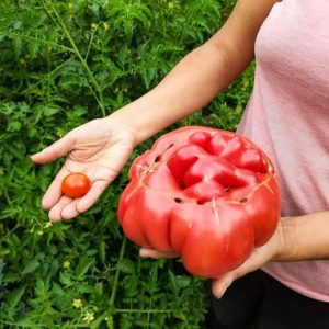 Semillas ecológicas de Tomate Rosado Maulino