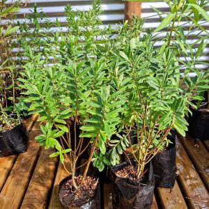Verónica Buxifolia