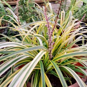 Liriope variegado