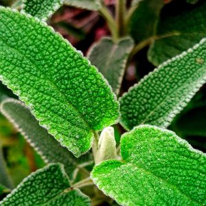 Salvia medicinal