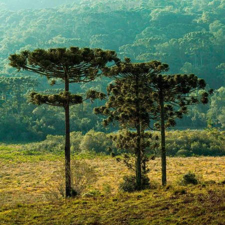 Araucaria brasileña