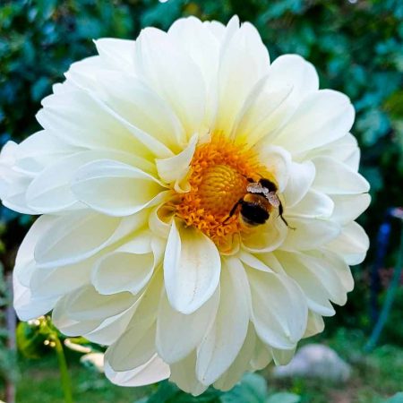 Dalia (Dahlia spp.)