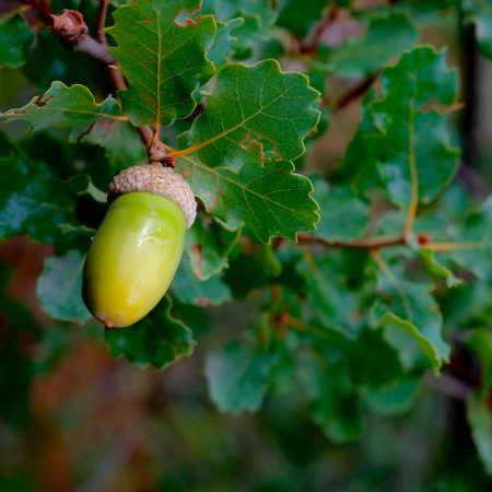 Encino (Quercus ilex)