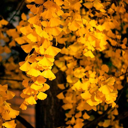 Ginkgo biloba