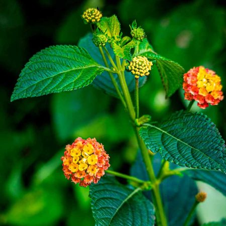 Lantana