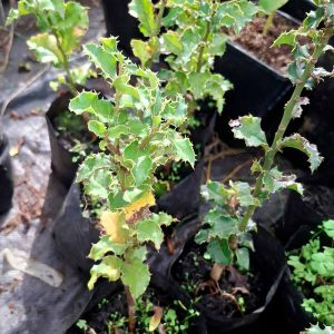 Naranjillo