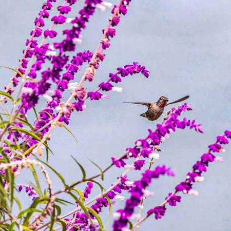 Salvia leucantha